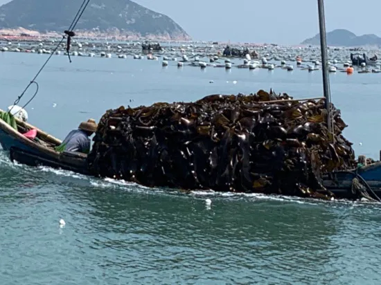 Paquete a granel de venta caliente, algas marinas naturales secadas al sol, 25kg